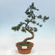 Bonsai im Freien - Pinus parviflora - kleine Kiefer - 1/4
