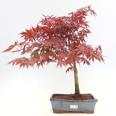 Bonsai im Freien - Acer-Palme. Atropurpureum-Palmblatt-Ahorn - 1