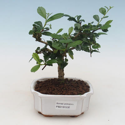 Innenbonsai - Carmona macrophylla - Tee fuki PB2191532 - 1