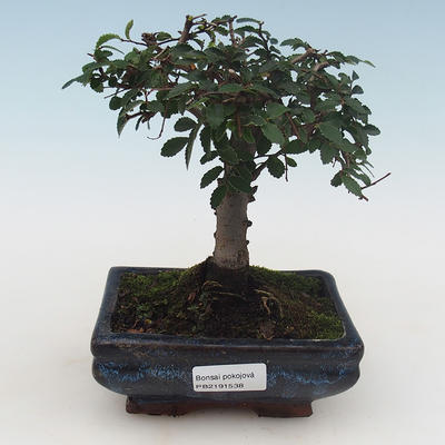 Indoor Bonsai - Ulmus Parvifolia-Kleine Blattulme PB2191538
