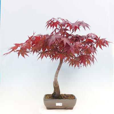 Bonsai im Freien - Acer palmatum Atropurpureum - Roter Palmahorn - 1