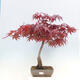Bonsai im Freien - Acer palmatum Atropurpureum - Roter Palmahorn - 1/7