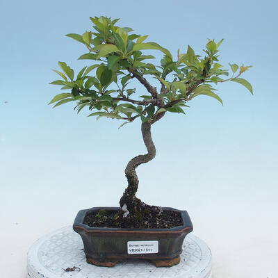 Bonsai im Freien - Malus sp. - Kleinfruchtiger Apfelbaum - 1