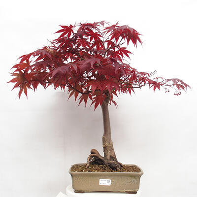 Bonsai im Freien - Acer palmatum Atropurpureum - Roter Palmahorn - 1