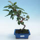 Bonsai im Freien - Malus halliana - Apfelbaum mit kleinen Früchten - 1/5