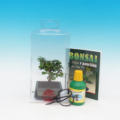 Zimmer-Bonsai in einem Geschenkkarton, Carmona microphylla - Tee fuki