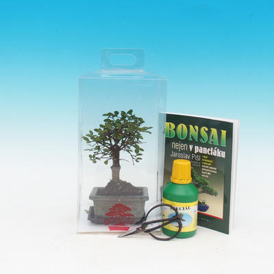 Zimmer-Bonsai in einem Geschenkkarton