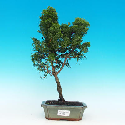 Venkovní bonsai - Cypřišek hrachonosný VB14154