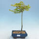 Acer palmatum Aureum - Maple dlanitolistý Gold - 1/2