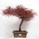 Bonsai im Freien - Acer palmatum RED PYGMY - 1/6