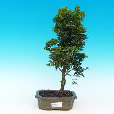 Venkovní bonsai - Cypřišek hrachonosný VB14154