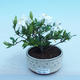 Innenbonsai - Gardenia jasminoides-Gardenia - 1/2