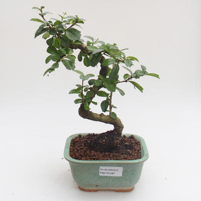 Innenbonsai - Carmona macrophylla - Tee fuki PB2191597 - 1