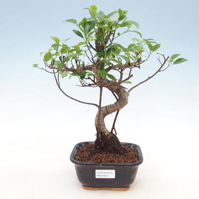 Zimmerbonsai - Ficus kimmen - kleinblättriger Ficus