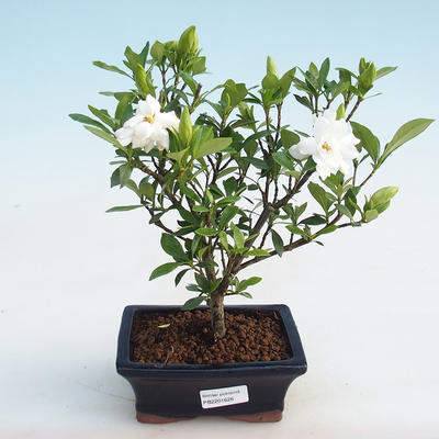 Innenbonsai - Gardenia jasminoides-Gardenia