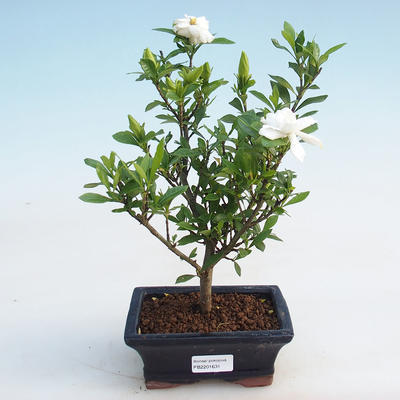 Innenbonsai - Gardenia jasminoides-Gardenia