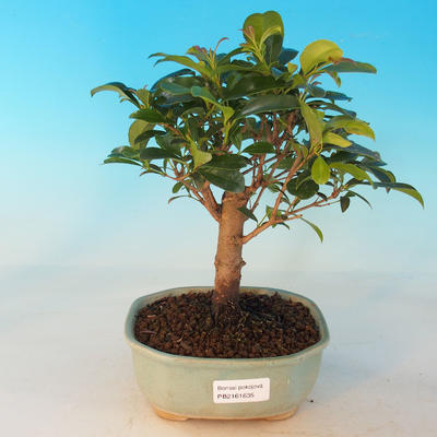 Zimmer Bonsai - australische Kirsche - Eugenia uniflora - 1