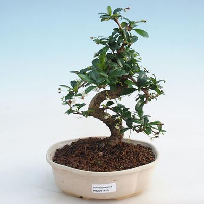 Indoor-Bonsai - Carmona macrophylla - Fuki-Tee - 1