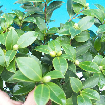 Zimmer Bonsai-Kamelie euphlebia-Camellia - 1
