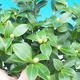 Zimmer Bonsai-Kamelie euphlebia-Camellia - 1/2