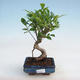 Indoor-Bonsai - Ficus retusa - kleinblättriger Ficus - 1/2