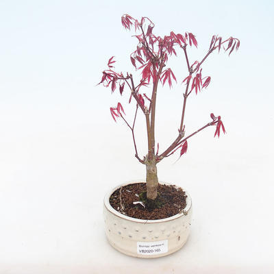 Outdoor Bonsai - Acer Palme. Atropurpureum-Japanisches Ahornrot - 1