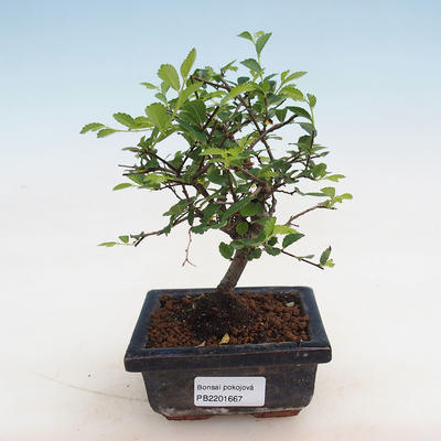 Indoor-Bonsai - Ulmus parvifolia - Kleinblättrige Ulme - 1