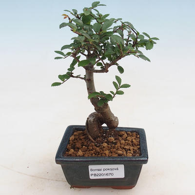 Indoor-Bonsai - Ulmus parvifolia - Kleinblättrige Ulme - 1