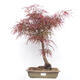 Bonsai im Freien - Acer palmatum RED PYGMY - 1/6