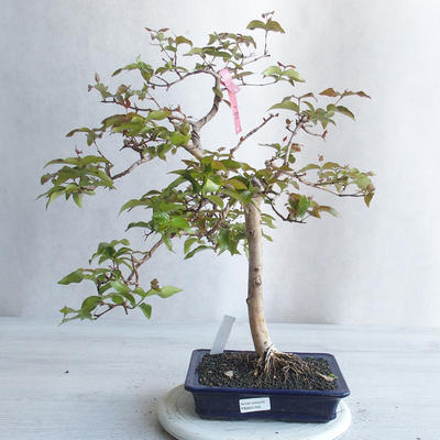 Zimmer Bonsai - Australische Kirsche - Eugenia uniflora - 1