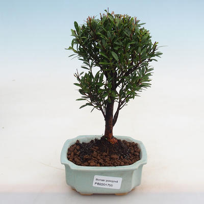 Indoor Bonsai Syzygium -Pimentovník - 1
