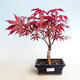 Outdoor Bonsai - Acer Palme. Atropurpureum-rotes Palmblatt - 1/3