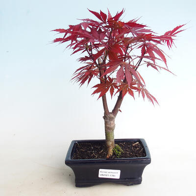 Outdoor Bonsai - Acer Palme. Atropurpureum-rotes Palmblatt - 1