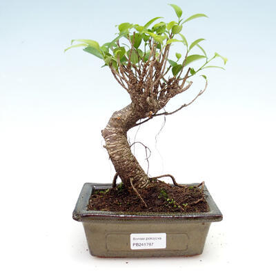 Zimmer Bonsai - Ficus retusa - Ficus malolistý