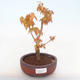 Bonsai-Acer palmatum Sango Koku- Japanischer Ahorn im Freien - 1/2