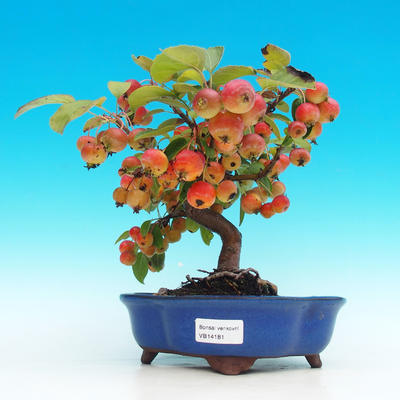 Venkovní bonsai -Maloplodá jabloň VB14170