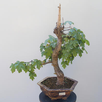 Acer campestre - Baby-Ahorn - 1