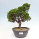 Outdoor bonsai - Juniperus chinensis Itoigawa - Chinese juniper - 1/4