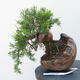 Outdoor-Bonsai - Juniperus chinensis Itoigawa - Chinesischer Wacholder - 1/4
