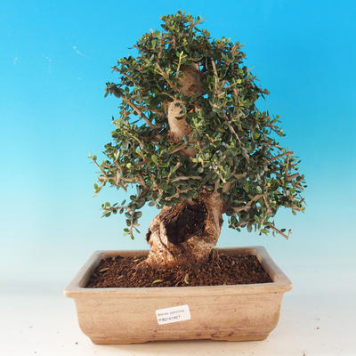 Zimmer Bonsai - Olea europaea sylvestris -Oliva Europäische drobnolistá - 1