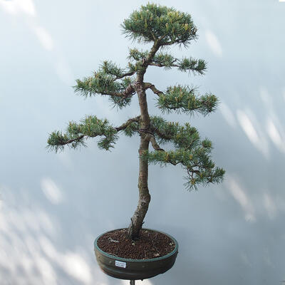 Outdoor-Bonsai - Pinus sylvestris Watereri - Waldkiefer - 1