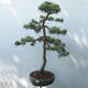 Outdoor-Bonsai - Pinus sylvestris Watereri - Waldkiefer - 1/4