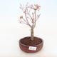 Bonsai-Acer palmatum Sango Koku- Japanischer Ahorn im Freien - 1/2