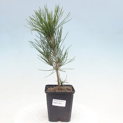 Bonsai im Freien - Pinus thunbergii - Thunbergia-Kiefer