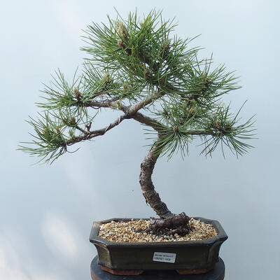 Outdoor-Bonsai - Pinus Nigra - Schwarzkiefer - 1