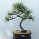 Outdoor-Bonsai - Pinus Nigra - Schwarzkiefer - 1/5