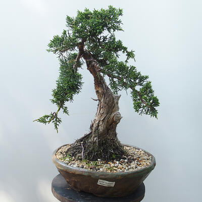 Outdoor-Bonsai - Juniperus chinensis - Chinesischer Wacholder - 1