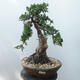 Outdoor-Bonsai - Juniperus chinensis - Chinesischer Wacholder - 1/5