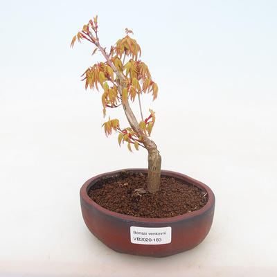 Bonsai-Acer palmatum Sango Koku- Japanischer Ahorn im Freien - 1