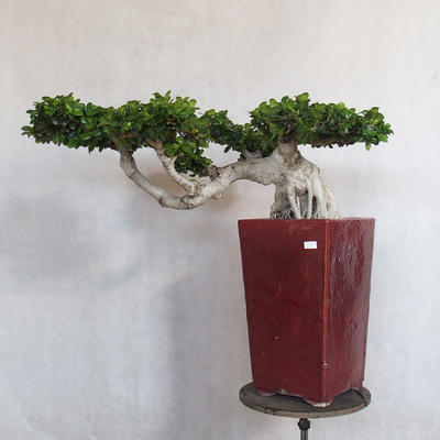 Zimmerbonsai - Ficus nitida - kleiner Ficus - 1